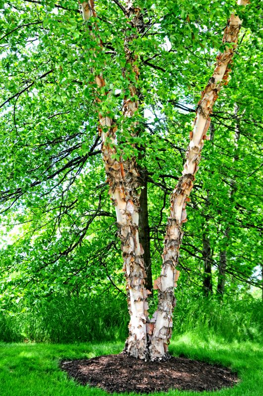 Birch Tree Pruning in Pottstown, PA