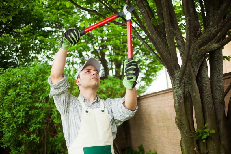 Bradford Pear Tree Pruning in Doylestown, PA