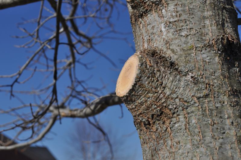 Cypress Tree Trimming in Doylestown, PA
