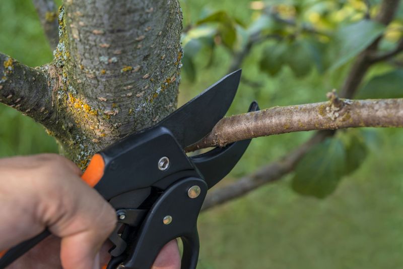 Peach Tree Pruning in San Jose, CA