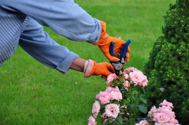 Rose Bush Pruning in Ventura County, CA