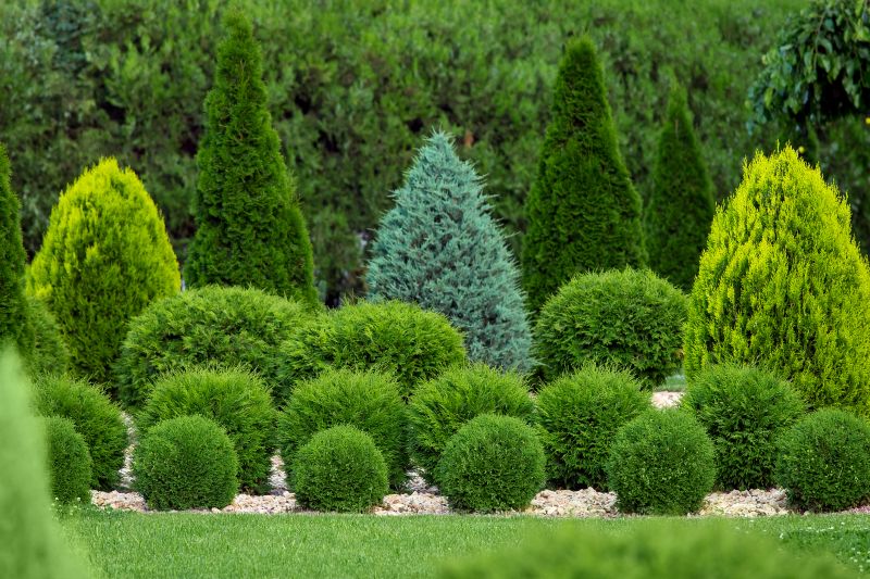 Shrubs with Symmetrical Shape