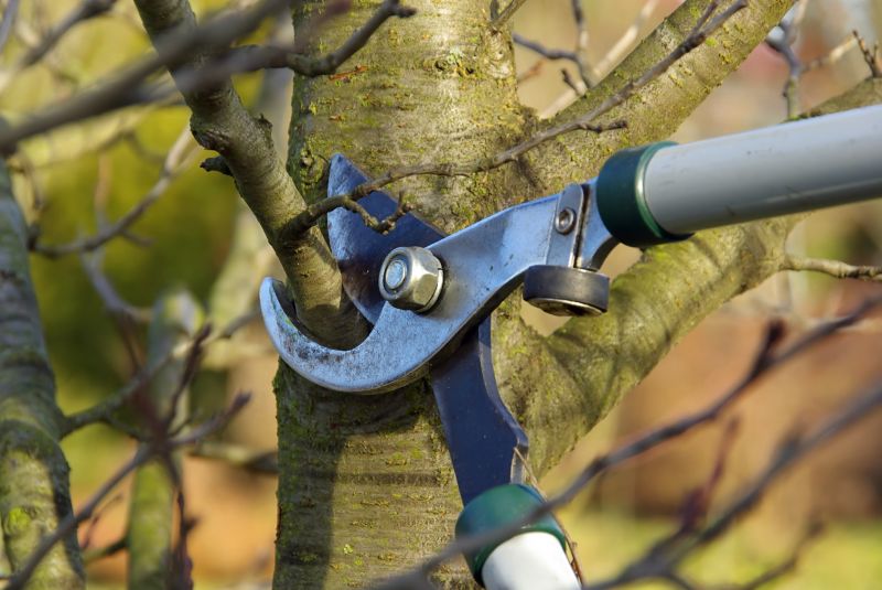 Tree Shaping Service in San Jose, CA