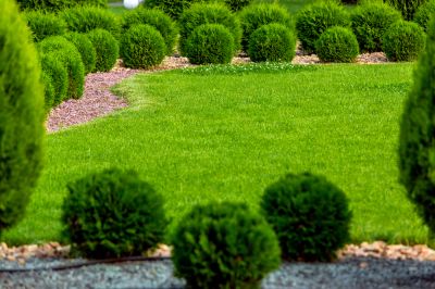 Trim Shrubs Into a Specific Shape!