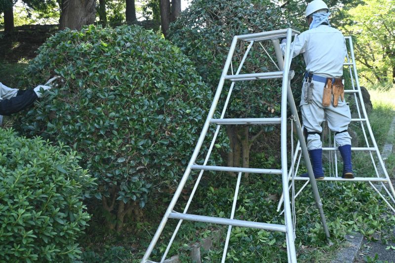 Type of Bush