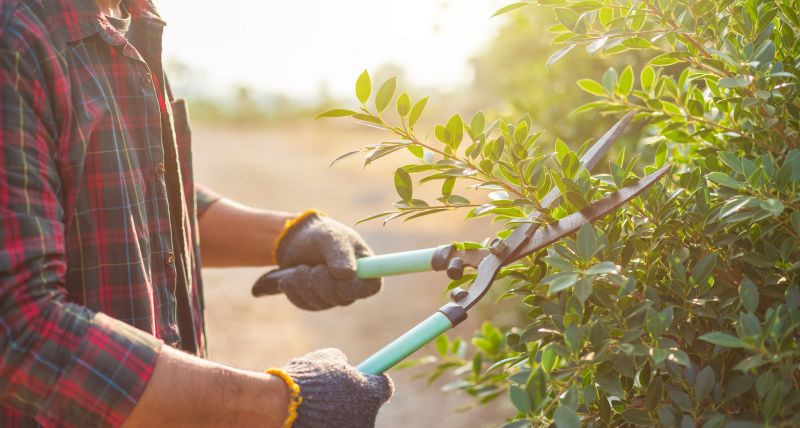 Bush Shaping Products for a Clean Look