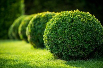 Promote Healthy Growth with Shrub Trimming Service!