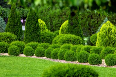 Remove Dead and Diseased Branches with Shrub Trimming!